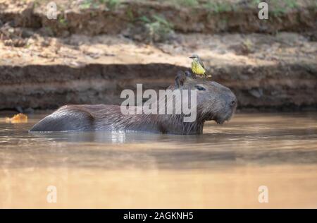 Close up d'un Capybara avec un oiseau jaune sur une tête, Sud Pantanal, Brésil. Banque D'Images