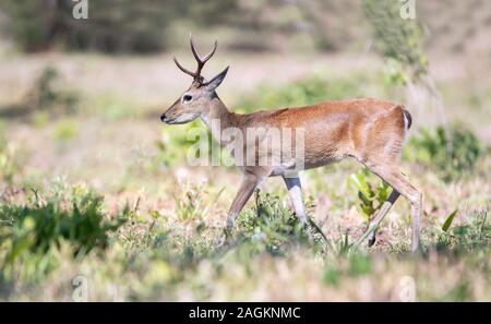 Près d'un Cerf des Pampas marche dans l'herbe, Pantanal, Brésil. Banque D'Images