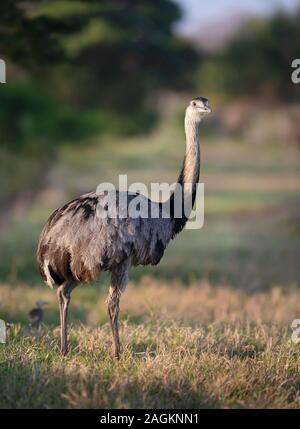 Close up d'un nandou (Rhea americana) dans un pré, Pantanal, Brésil. Banque D'Images