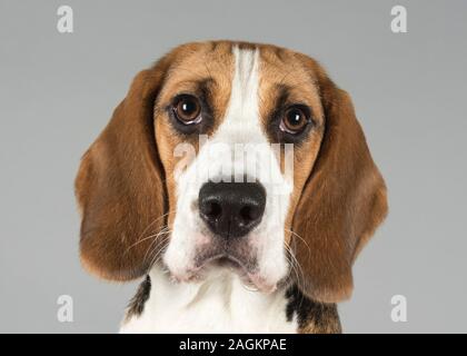 Beagle, Royaume-Uni. Banque D'Images