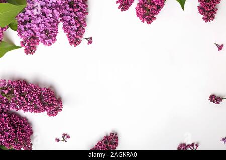 Creative printemps cadre avec des fleurs lilas sur fond blanc Banque D'Images