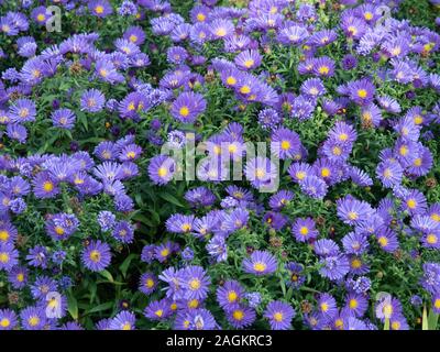 Une grande usine d'Aster novi-belgii 'Alice' Haslem en fleur montrant les fleurs bleues à centre jaune Banque D'Images