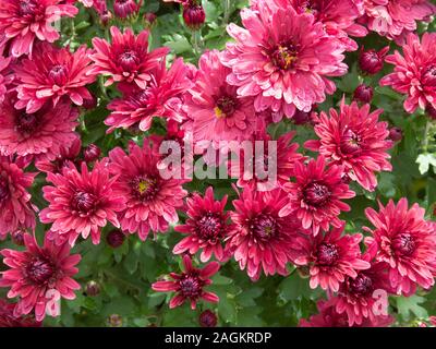 En gros plan des fleurs de chrysanthème Marron Violet Branroyal Banque D'Images