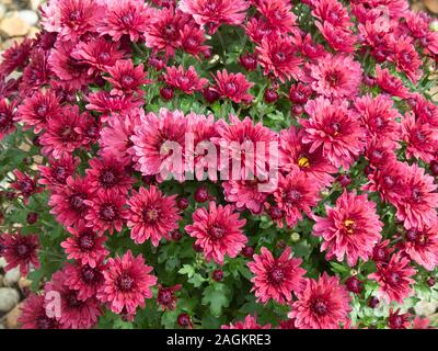 En gros plan des fleurs de chrysanthème Marron Violet Branroyal Banque D'Images