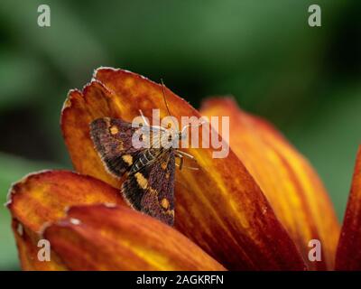 Un gros plan du micro lépidoptère Pyrausta purpuralis Banque D'Images