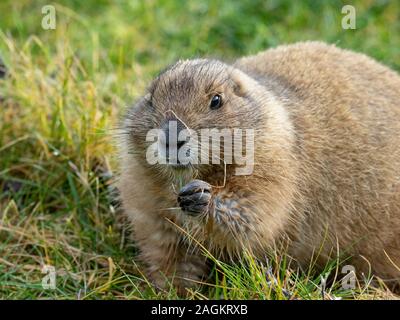 Chien de prairie Cynomys ludovicianus Banque D'Images