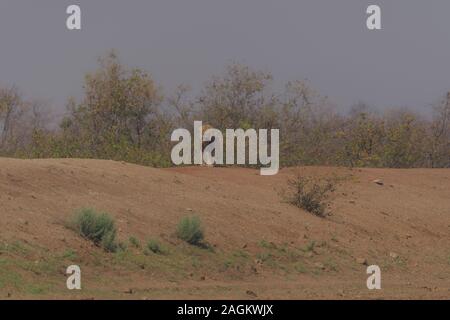 Lion debout sur une colline au loin Banque D'Images