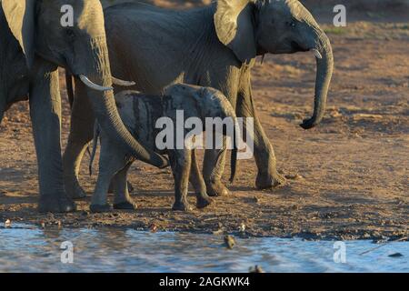 Mise au point sélective d'un bébé éléphant marchant près d'un autre éléphants Banque D'Images