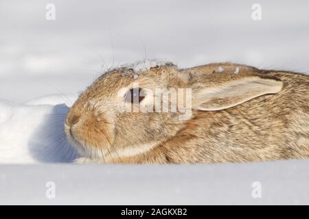 Un lapin sauvage émerge d'un lourd, les chutes de neige fraîche Banque D'Images