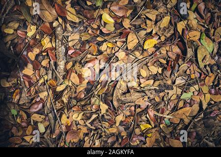 Les feuilles tombées sur le sol à texture de fond, Banque D'Images