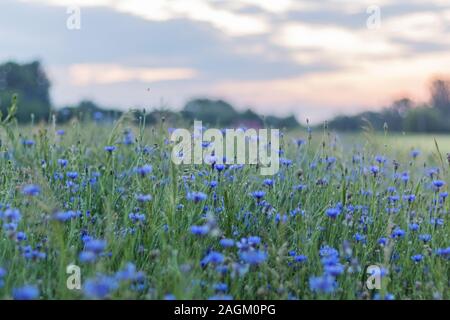 champ de fleurs de maïs au printemps au coucher du soleil Banque D'Images