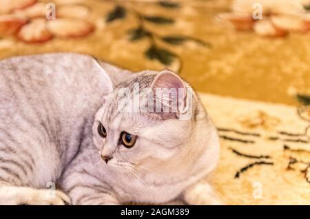 Chat domestique jouent sur le tapis au sol Banque D'Images