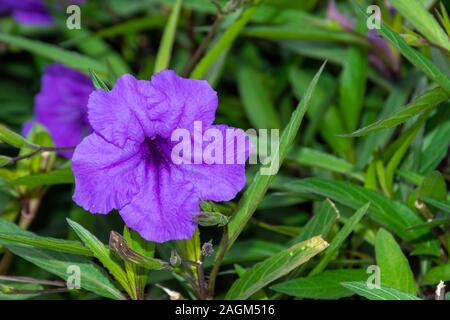 Un beau gros plan d'une sauvage mauve pétunia (fringeleaf pétunia sauvage poilue, pétunia, pétunia sauvage faible) avec un fond vert (droit de copie). Banque D'Images