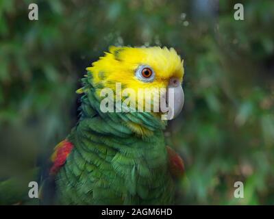 Perroquet amazone à tête jaune Amazona oratrix prisonnier Banque D'Images