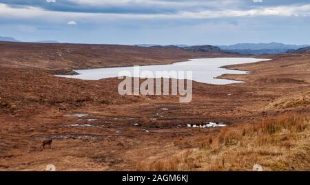 Les cerfs broutent les prairies marécageuses à proximité d'un petit loch près de Durness dans l'extrême nord des Highlands de l'Ecosse. Banque D'Images