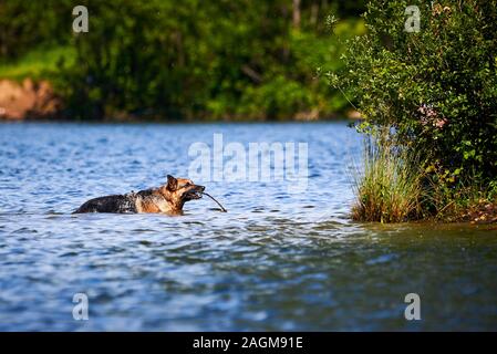 Berger Allemand jouant Fetch dans le lac Banque D'Images