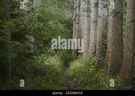 Chemin étroit au milieu d'arbres et de plantes verts dans la jungle Banque D'Images