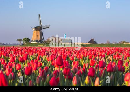 Moulin à vent et les champs de tulipes, Alkmaar, Pays-Bas polder Banque D'Images