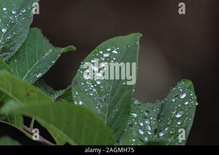 La nature est la beauté est étonnante dans sa propre manière. Il faut juste l'œil droit de se concentrer il et cliquez sur un composant logiciel enfichable. A cristallisé le matin. Banque D'Images