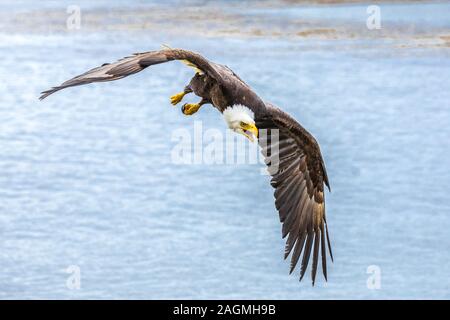 North American Bald Eagle (Haliaeetus leucocephalus) dans son habitat Banque D'Images