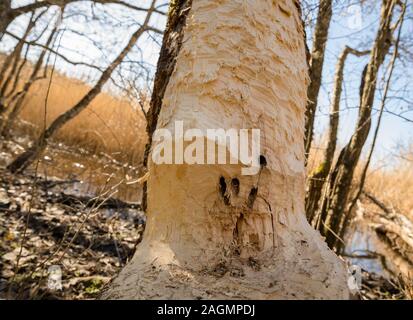 - Castor Castor fiber - rongea le tronc d'un vieil arbre. Des traces de dents d'un castor sur le tronc d'un arbre de près. Banque D'Images