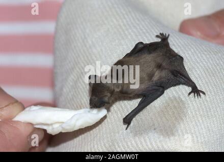 Bat.Common «Pipistrellus pipistrellus Pipistrelle' jeune animal d'être élevés à la main après la chute d'un roost.au sud-ouest de la France. Banque D'Images