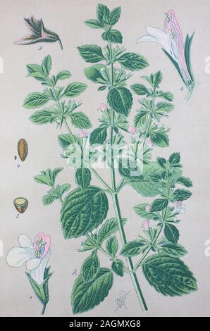 L'amélioration de la reproduction numérique de haute qualité : la mélisse, Melissa officinalis, baume, baume commun, ou, mélisse est une plante herbacée vivace de la famille Lamiaceae / Zitronenmelisse oder Melisse, Pflanzenart aus der Gattung der Melissen, Familie der Lippenblütler Banque D'Images