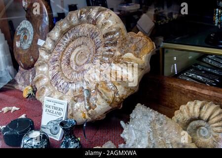 Fossiles d'ammonites géantes dans une vitrine à Lyme Regis sur la côte jurassique, Dorset, England, UK Banque D'Images