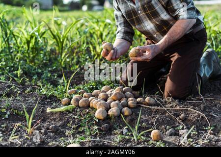 Portrait d'indépendants farmer holding pommes de terre près de champ de maïs Banque D'Images