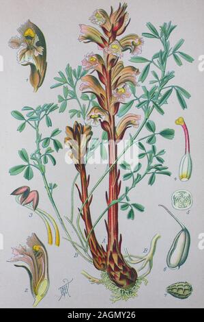 L'amélioration de la reproduction numérique de haute qualité : Orobanche ramosa est une espèce d'orobanche connue par les noms communs et l'orobanche du chanvre à l'orobanche ramifiées / Sommerwur Pflanzenart Ästige, aus der Gattung, Sommerwurzen Sommerwurzgewächse Familie der Banque D'Images