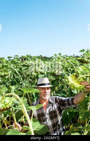 Portrait of happy agriculteur au chapeau de paille près de tournesols Banque D'Images