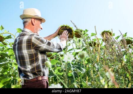 Selective focus of cheerful agriculteur au chapeau de paille tournesol toucher Banque D'Images