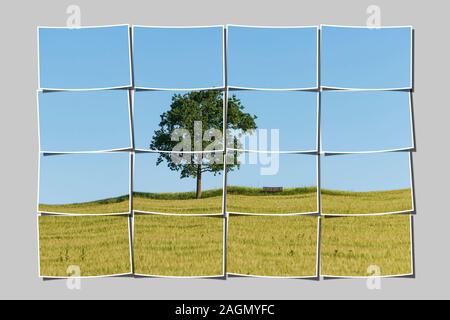 16 petites images donnent une grande image. Un chêne et un banc (mobilier) debout sur une colline dans un champ de blé en été. Banque D'Images