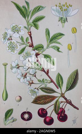 L'amélioration de la reproduction numérique de haute qualité : Prunus cerasus, de griotte, de cerise acidulée, cerisier nain, espèce de Prunus dans le sous-genre Cerasus, cerises / Sauerkirsche, Weichselkirsche, Weichsel, Pflanzenart aus der Familie der Rosengewächse Obstbaum, Banque D'Images