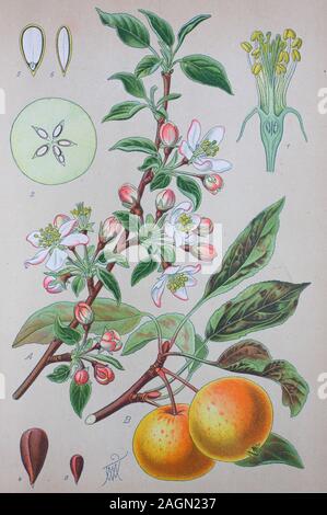 L'amélioration de la reproduction numérique de haute qualité : une pomme est un fruit comestible, sucrée produite par un pommier, Malus pumila / Malus pumila Mill., Malus communis Poiret, Niedzwetzki-Apfel niedzwetzkyana, Malus Banque D'Images