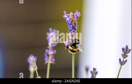 Un bourdon sur une fleur de lavande attaquer la collecte du pollen. Banque D'Images