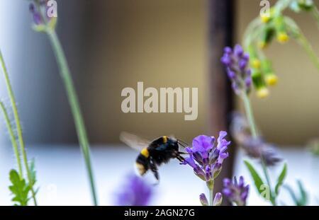 Un bourdon sur une fleur de lavande attaquer la collecte du pollen. Banque D'Images