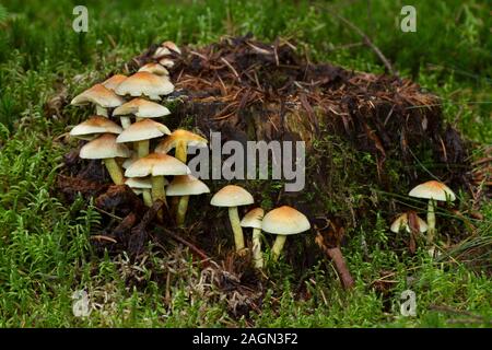 Grappe de touffe de soufre de plus en plus de champignons sur une souche d'arbre en décomposition dans une forêt avec un sol couvert de mousse Banque D'Images