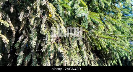 Branches d'épinette. La texture de l'aiguille. Arrière-plan de la nature. Banque D'Images
