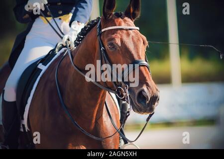 Portrait d'une baie magnifique cheval, habillé en articles de sport et de dressage avec rider dans la selle, qui la tient par les rênes. Banque D'Images