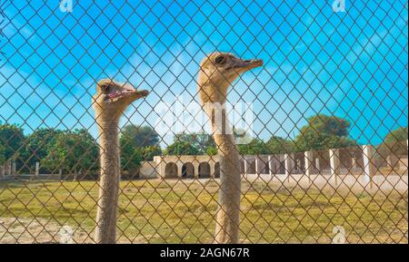 Close up de deux autruches africaines dans un parc.portrait de deux autruches avec ciel bleu et arbres arrière-plan. Banque D'Images