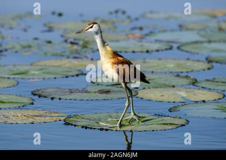 Jacana à poitrine dorée Actophilornis africanus (Afrique) debout sur nénuphar en rivière Chobe dans le Parc National de Chobe, Botswana, Afrique du Sud Banque D'Images