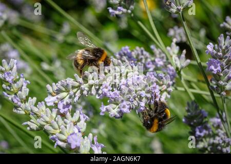 Abeilles collectant du pollen à partir de fleurs de lavande Banque D'Images