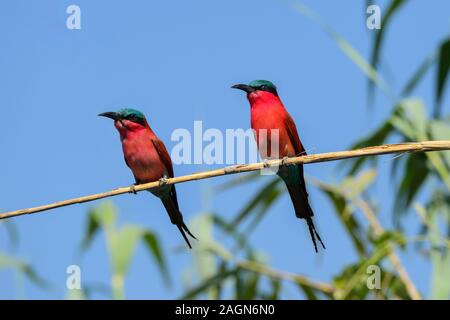 Paire de tête sud des guêpiers (Merops nubicoides) perché sur la rivière Chobe en surplomb de la direction générale dans le Parc National de Chobe, Botswana, Afrique du Sud Banque D'Images