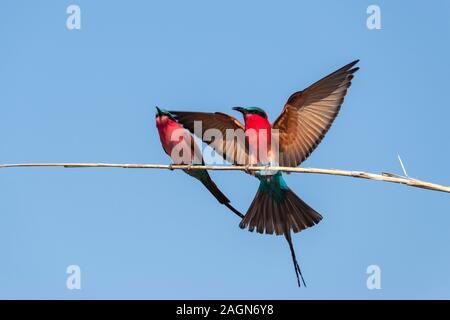 Paire de tête sud des guêpiers (Merops nubicoides) perché sur la rivière Chobe en surplomb de la direction générale dans le Parc National de Chobe, Botswana, Afrique du Sud Banque D'Images