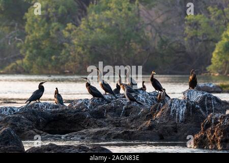 Les dards de l'Afrique de l'anhinga rufa) (assis sur un rocher dans la rivière Chobe dans le Parc National de Chobe, Botswana, Afrique du Sud Banque D'Images