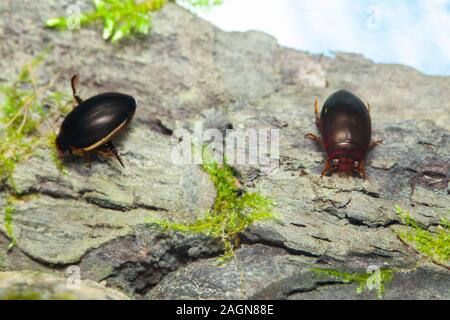 Sous-espèces de coléoptères (Ilybius seminiger Hydaticus et ater) Banque D'Images