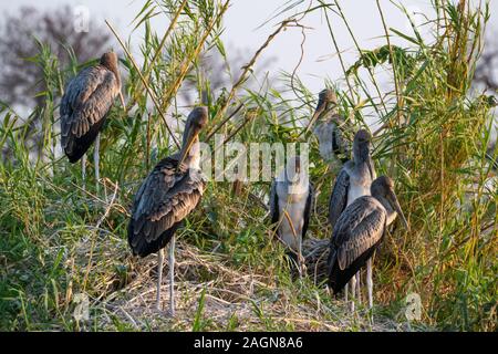 Group of juvenile Yellow-Stork (Mycteria ibis) Comité permanent en roseaux sur berge de Chobe River dans le Parc National de Chobe, Botswana, Afrique du Sud Banque D'Images