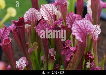 Groupe de plantes Pink Trumpet Pitcher, Harrogate, North Yorkshire, Angleterre, Royaume-Uni. Banque D'Images