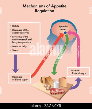 Schéma médical montrant des mécanismes de régulation de l'appétit. Banque D'Images
